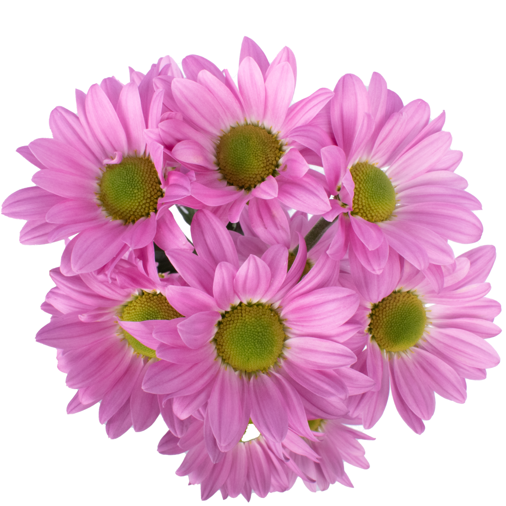 DENZEL CENITAL DENZEL CENITAL