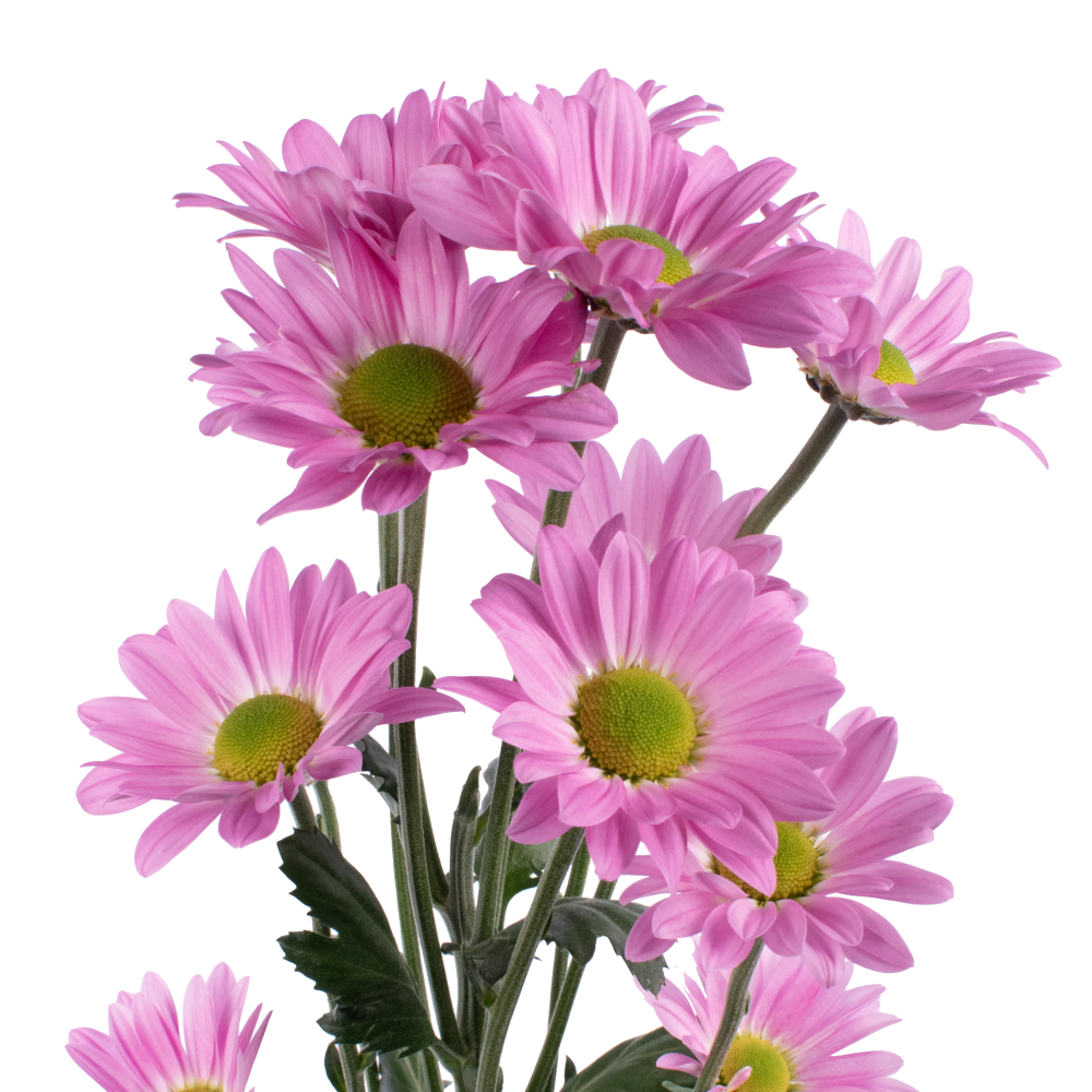 DENZEL FRENTE DENZEL FRENTE