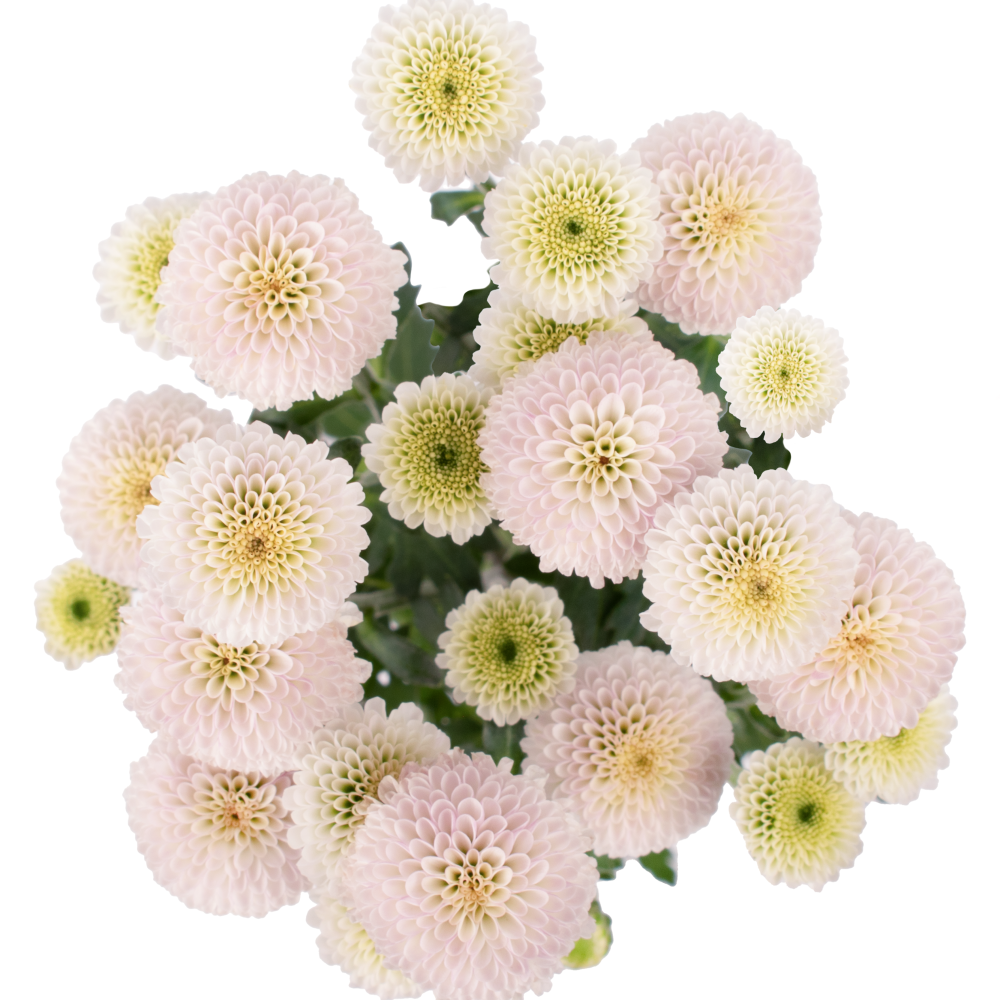 DOTTY SOFT PK cenital