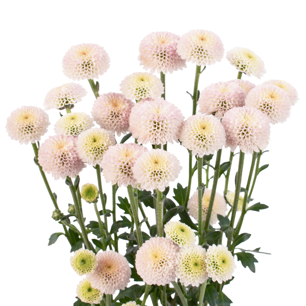 DOTTY SOFT PK frontal