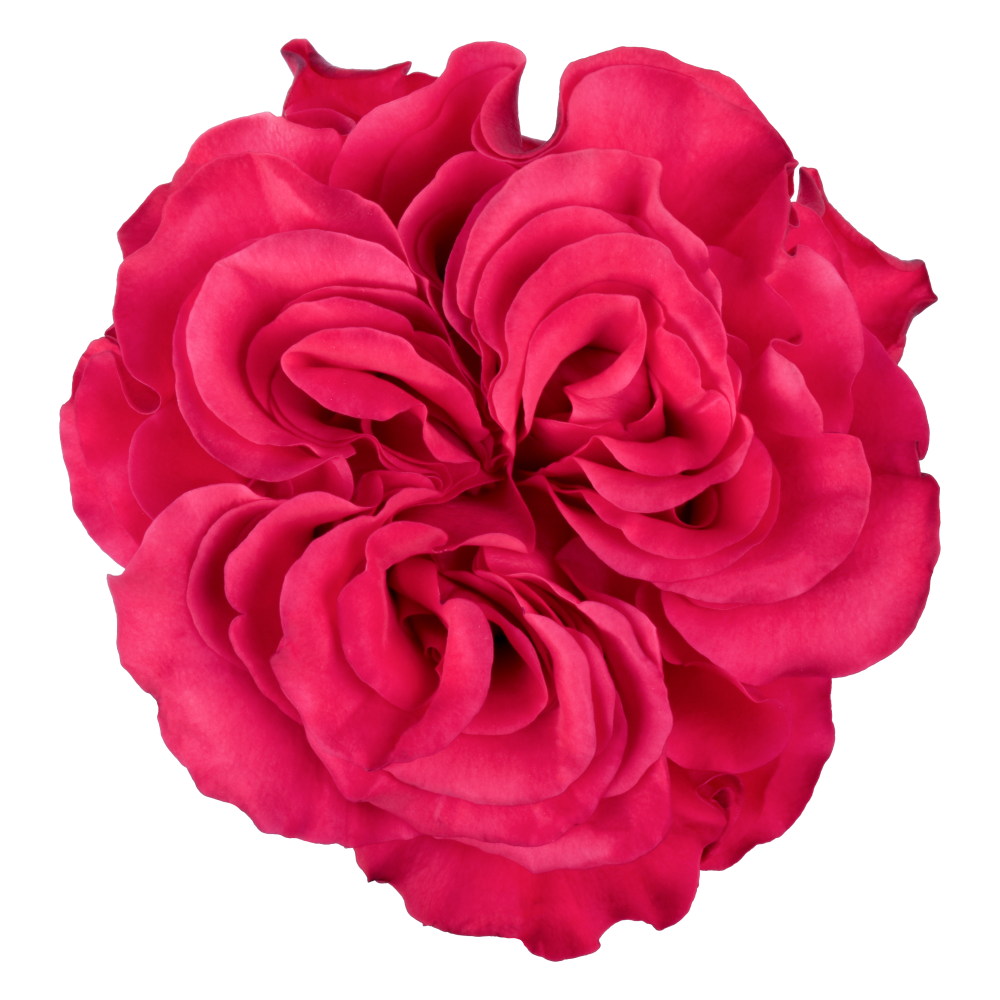 EXOTIX BERRY DPK AH MAZE (K5760-20) cenital