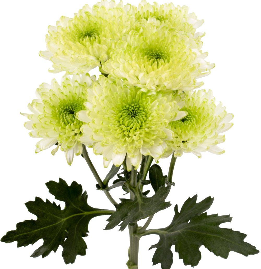 FORRESTER CU GR frontal