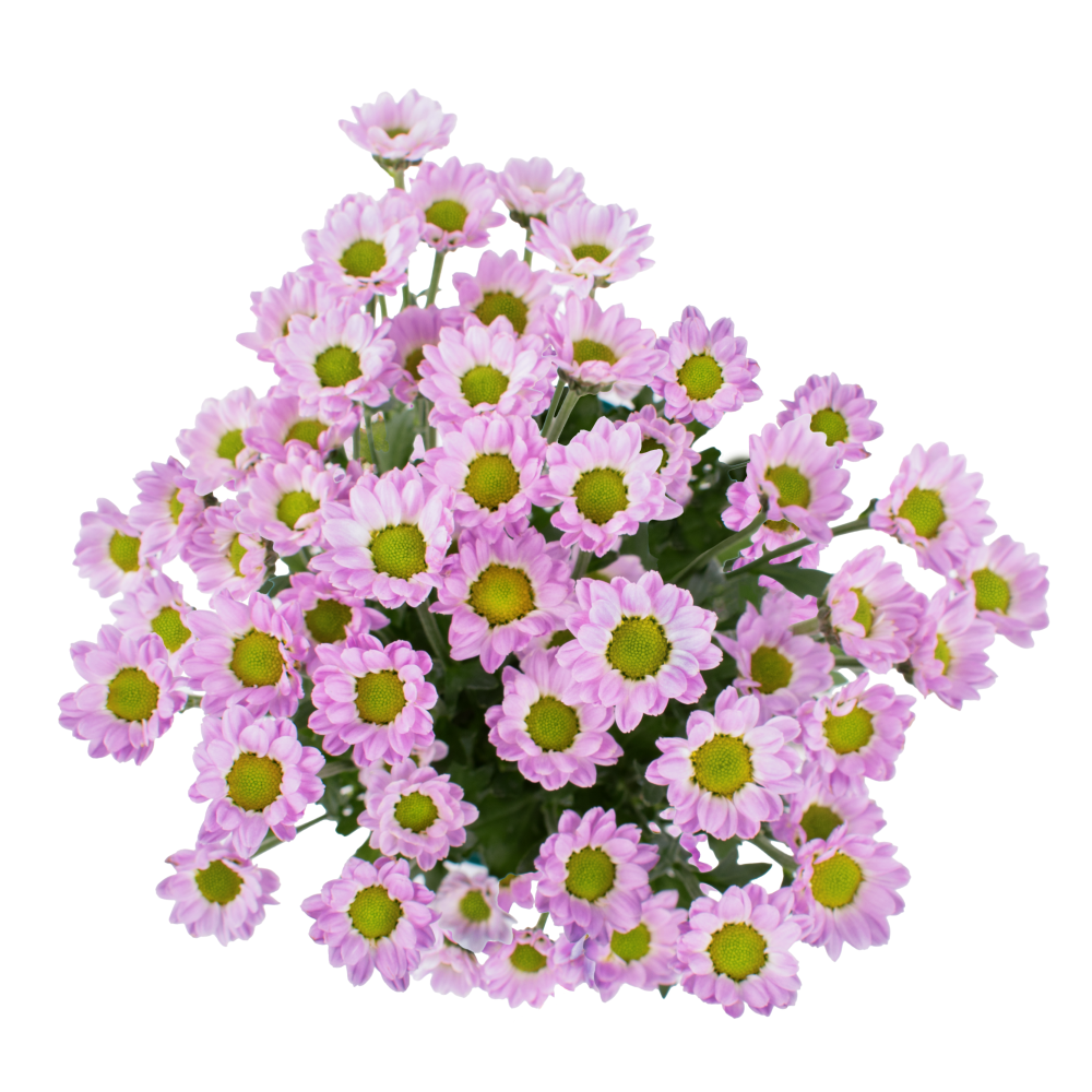 INCONFETTI DB68056 cenital