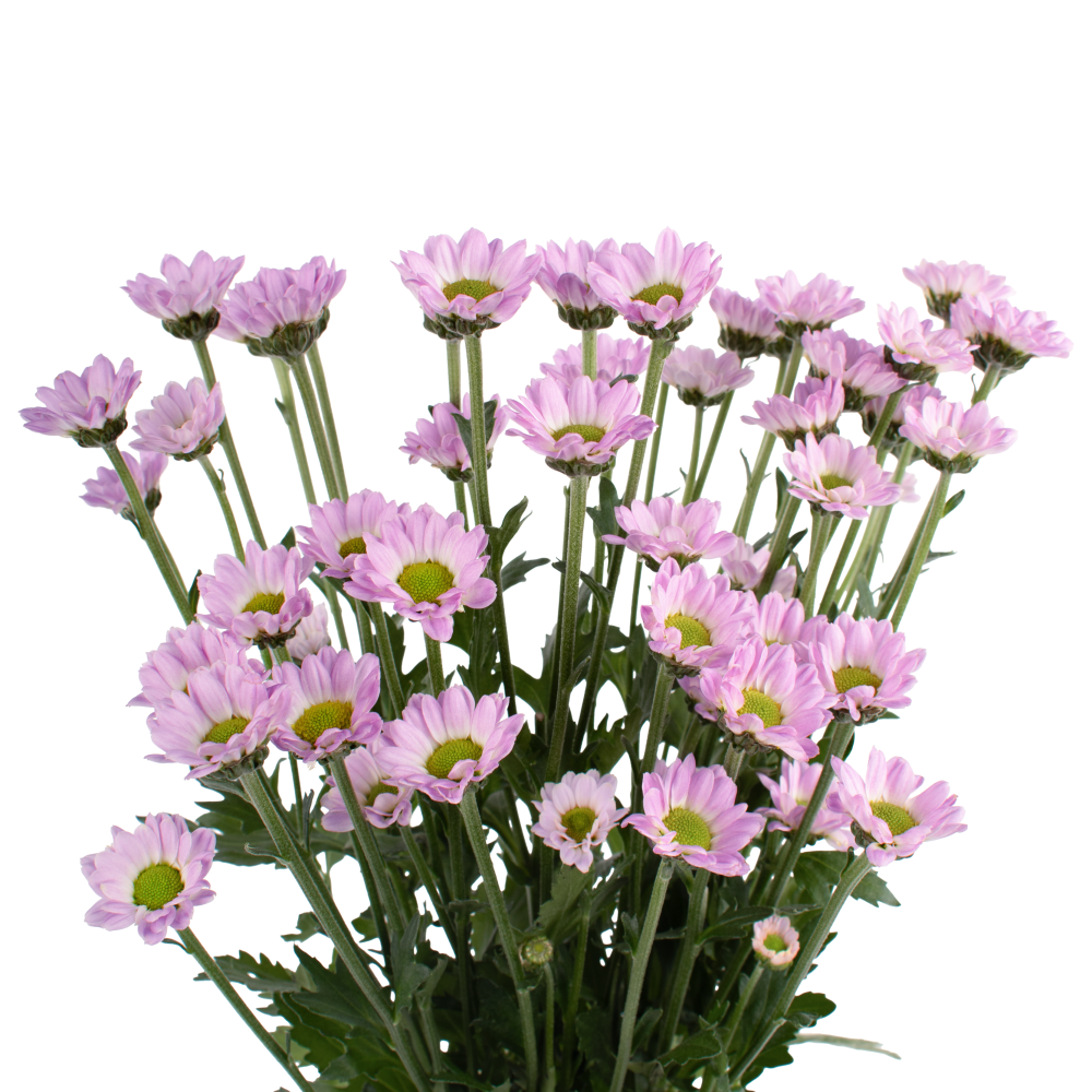 INCONFETTI DB68056 frontal