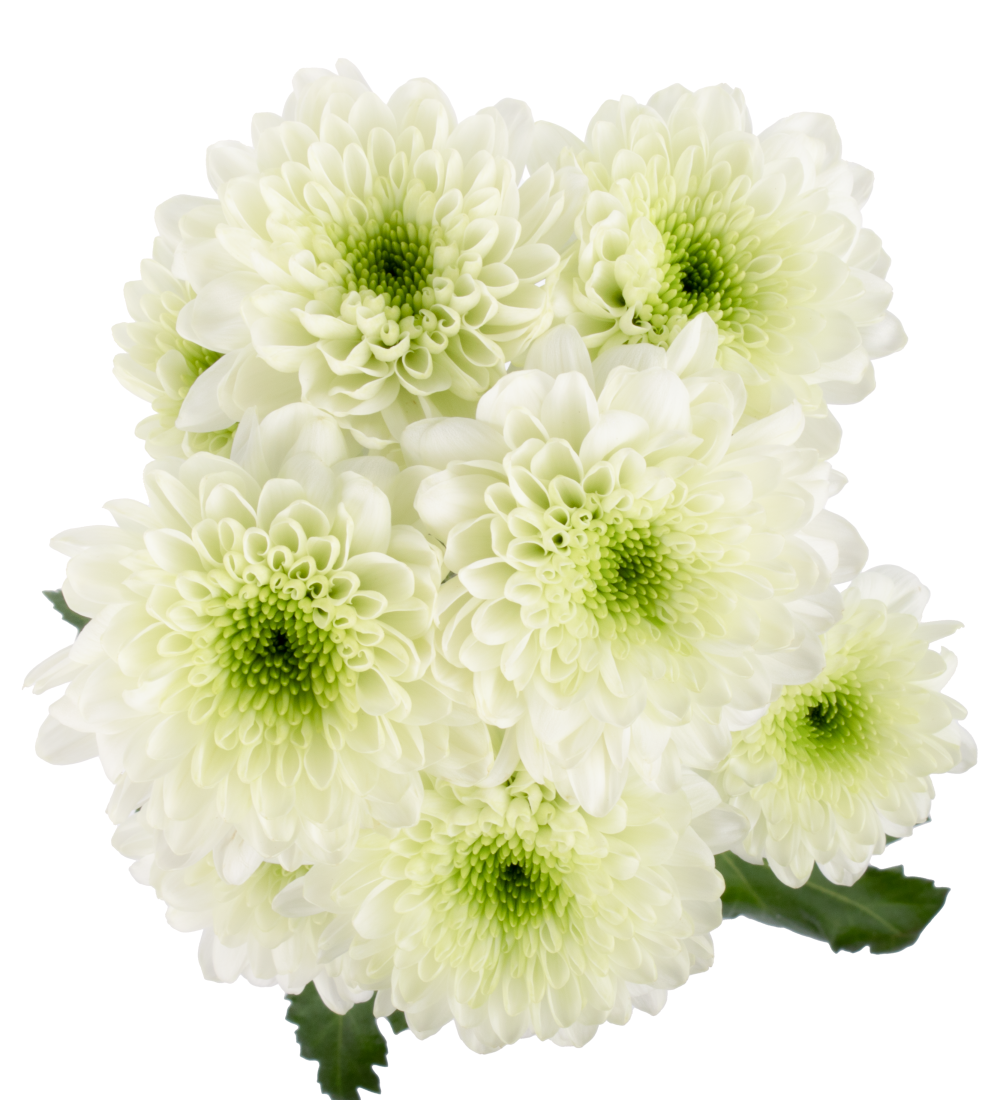 JUNGLE MIST CU GR cenital