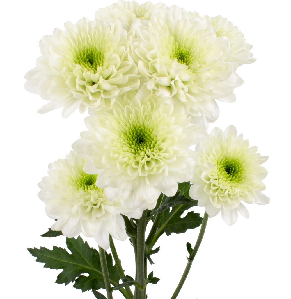 JUNGLE MIST CU GR frontal