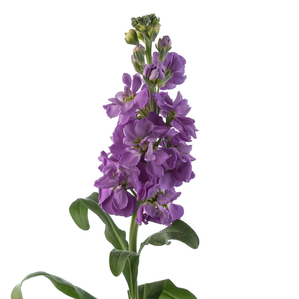 Lavender Stock The Queen's Flowers