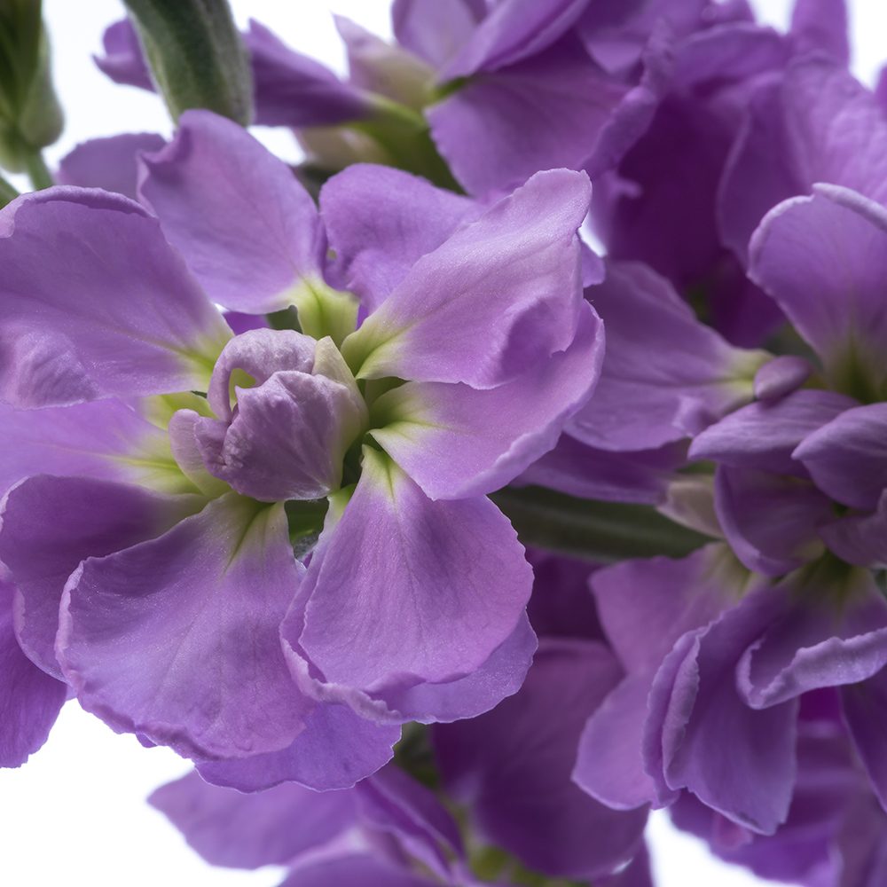 Lavender Stock The Queen's Flowers