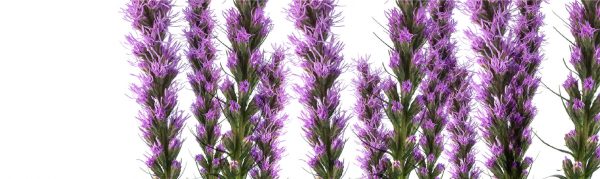 LIATRIS