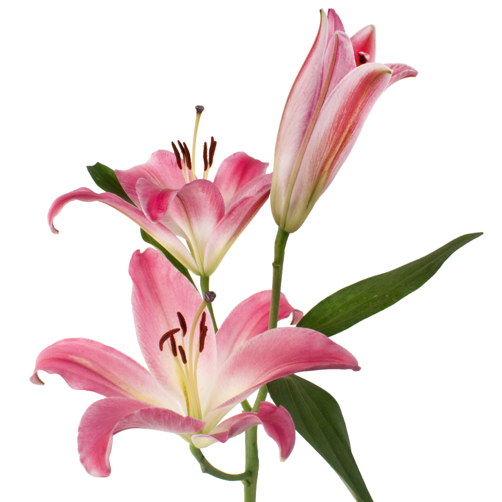 LILY ORIENTAL DARK PINK COMEPTITION frontal