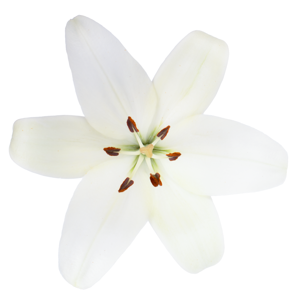 LIRIO HW SCANSANO cenital 4