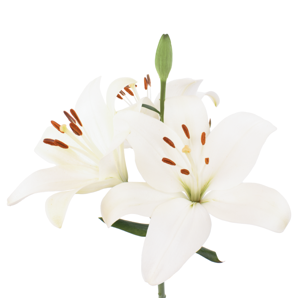 LIRIO HW SCANSANO frontal 4