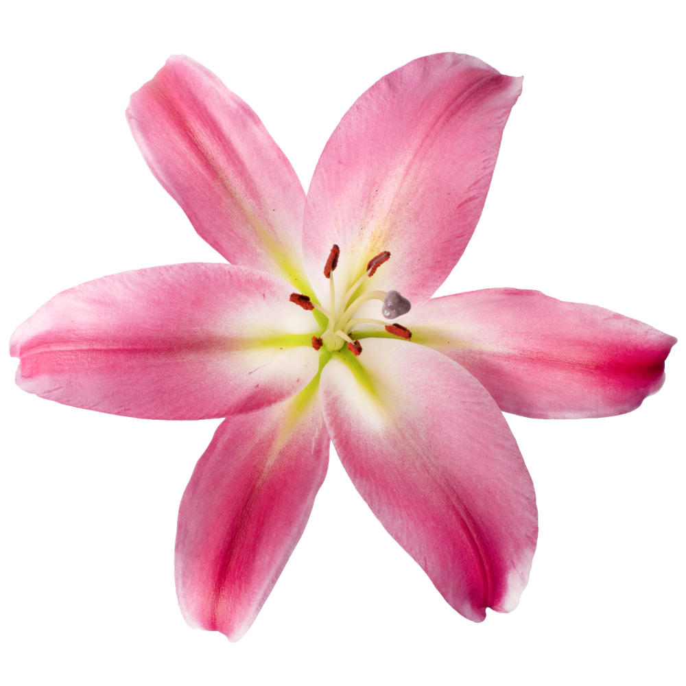 LIRIO ORIENTAL DARK PINK COMPETITION cenital