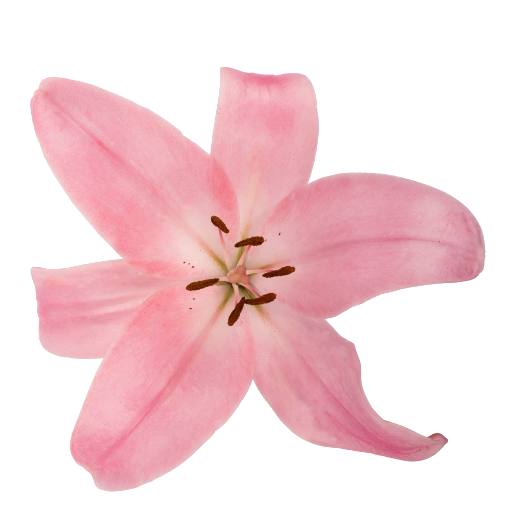 LIRIO PK SCOTLAND cenital