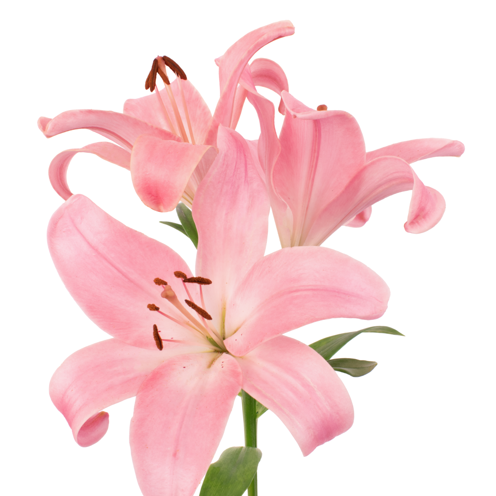 LIRIO PK SCOTLAND frontal3