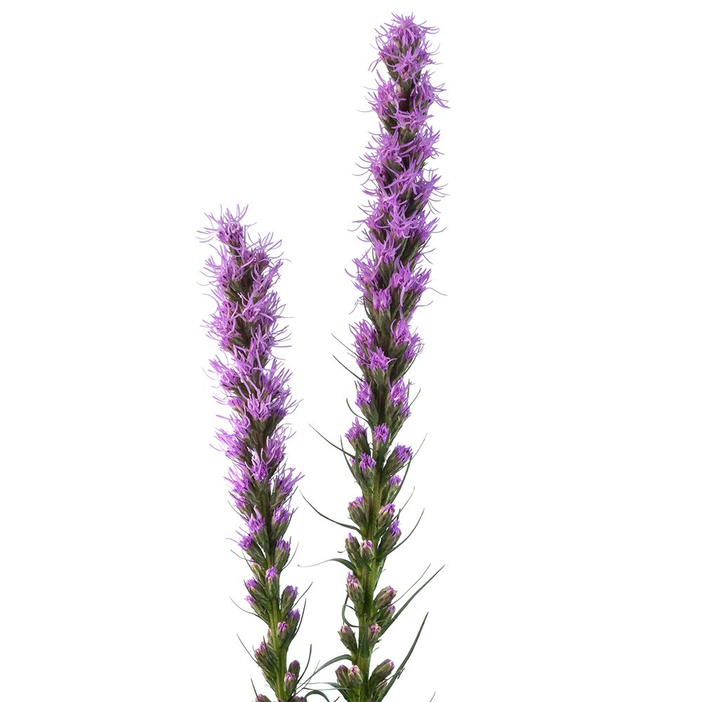 Liatris