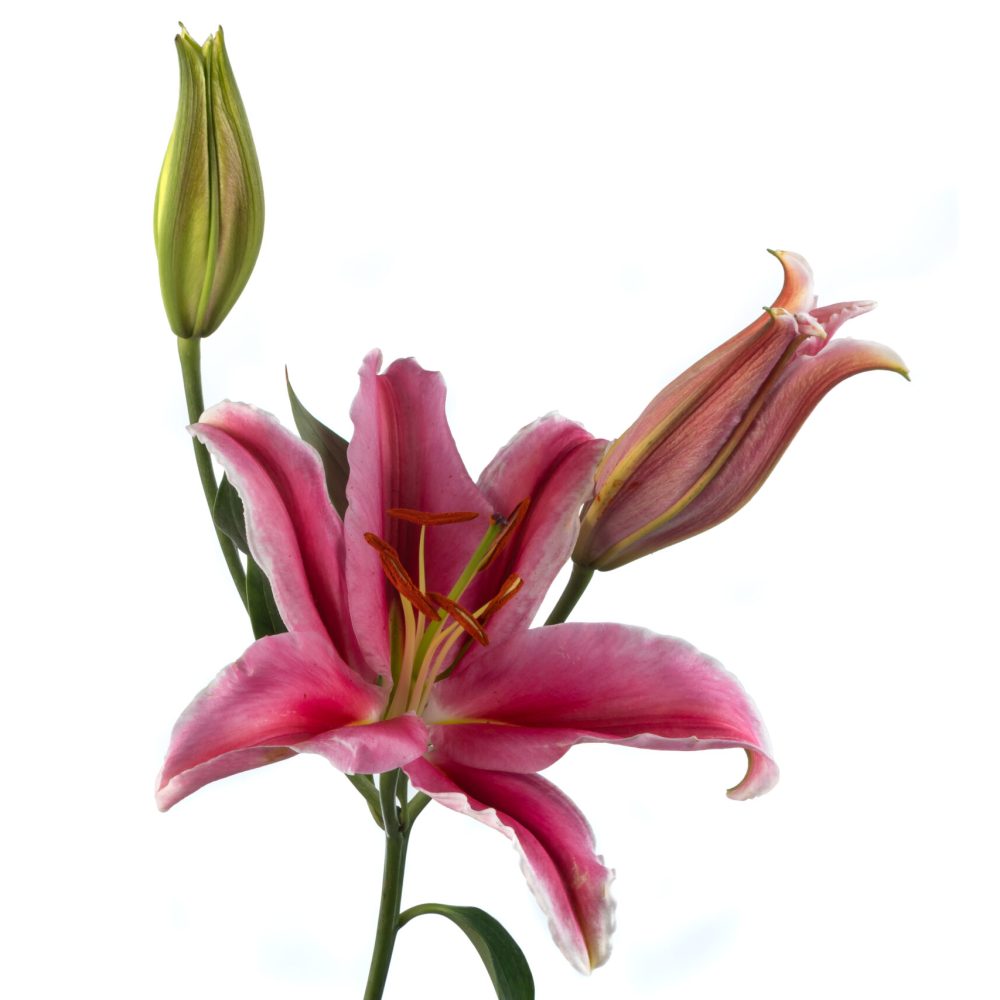 Lirio Oriental Lake Carey 1 (1)