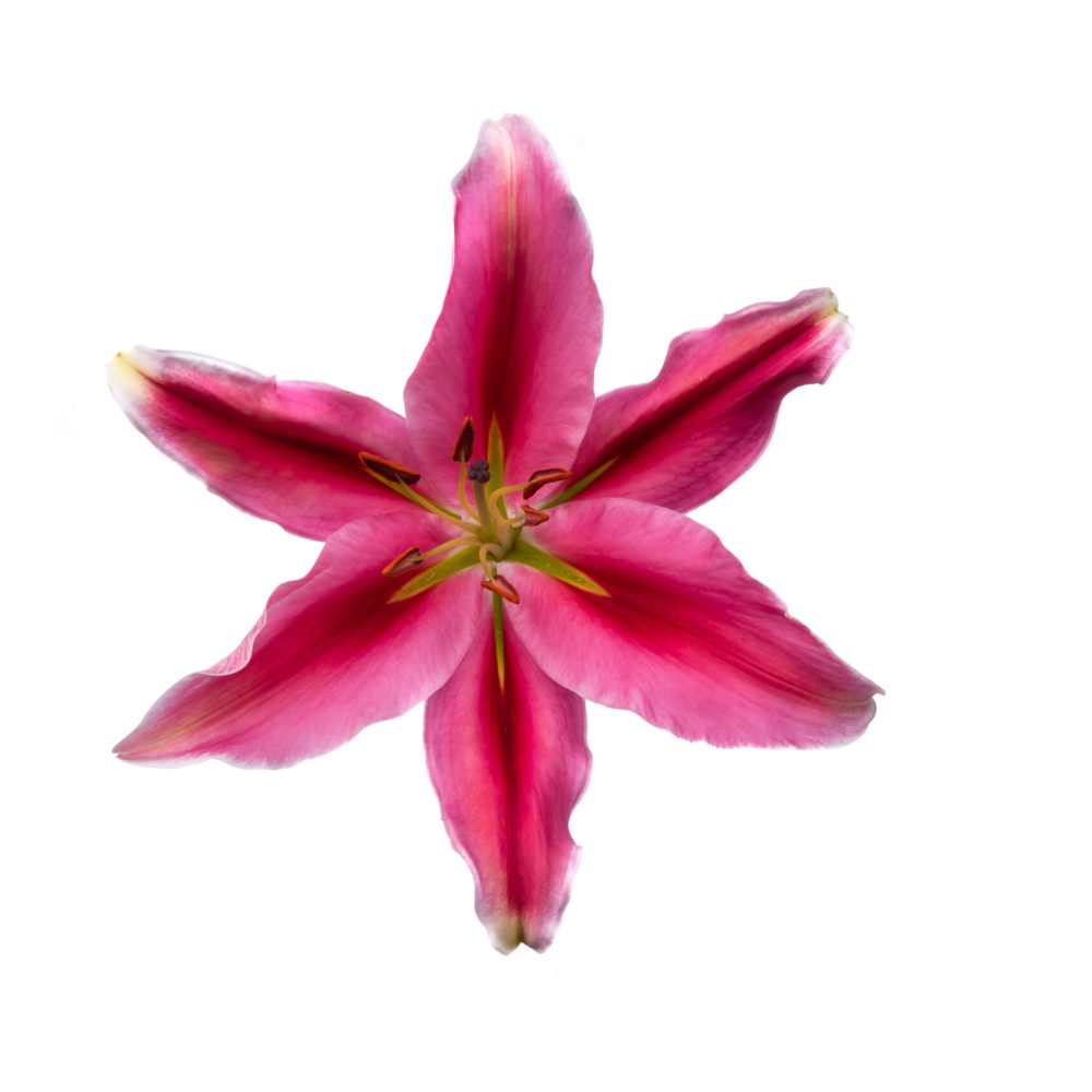 Lirio Oriental Lake Carey (1)