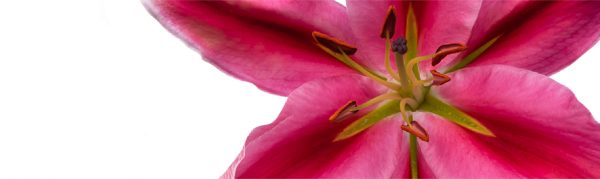 ORIENTAL LILY