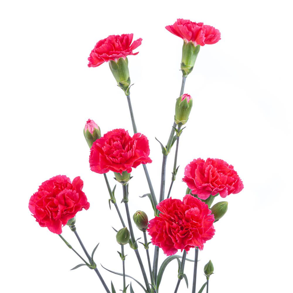 Mini Carnation Pigeon – The Queen's Flowers