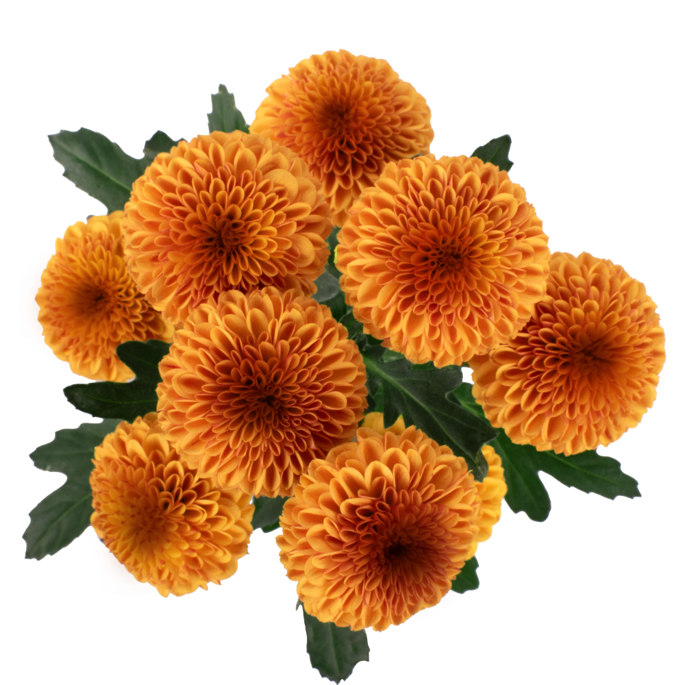 POMPON-PEPE-CSP112-BZ-cenital-ralpke6nsbd7jpa0uvf9xlzrniiszrefnyewde38r4