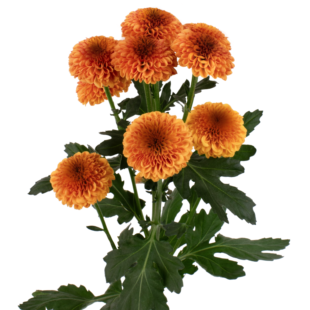 POMPON-PEPE-CSP112-BZ-frontal-ralplq4fgv6tztce2y58yrw9y5yiwboqujonui45xs