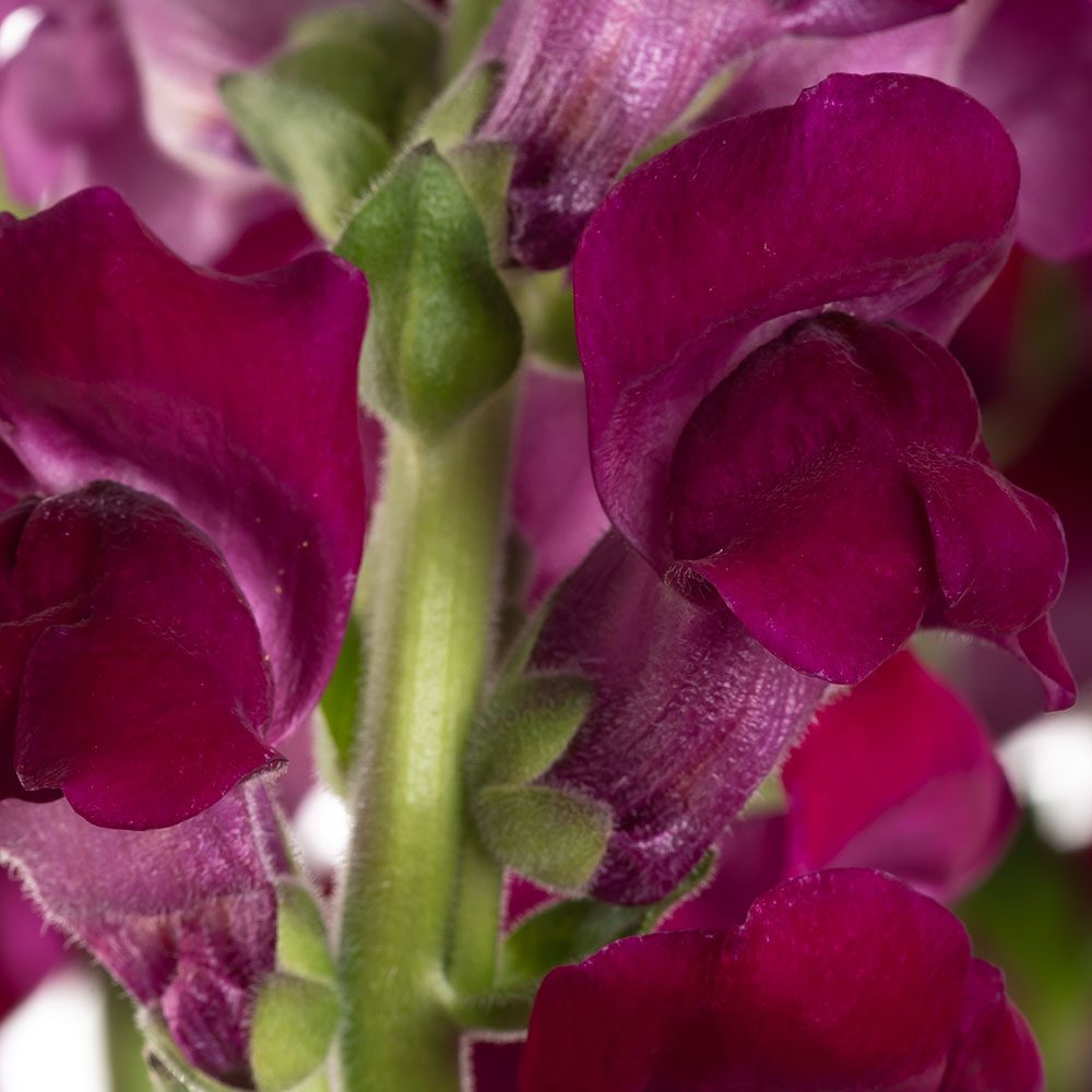 Purple Snapdragon