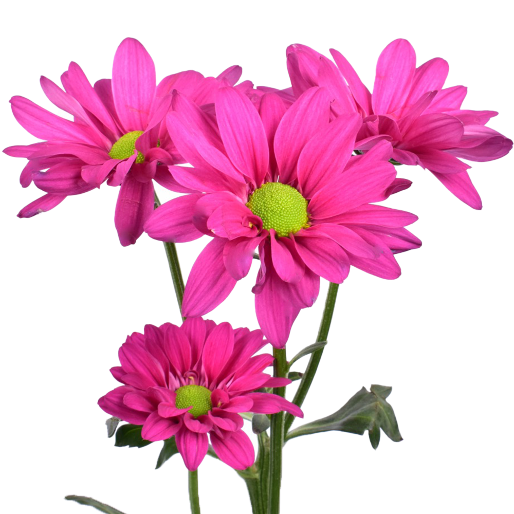 RANDALL FRENTE RANDALL FRENTE