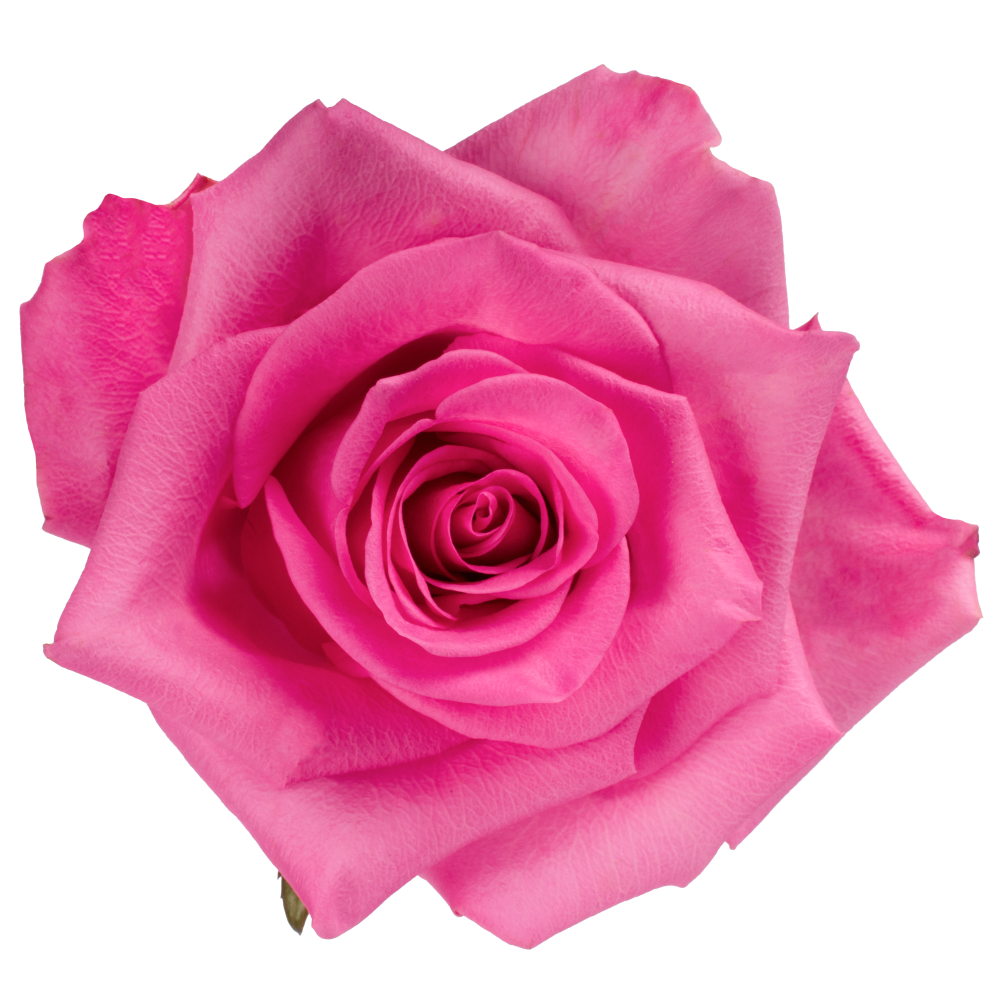 ROSA IMARA DKPK cenital