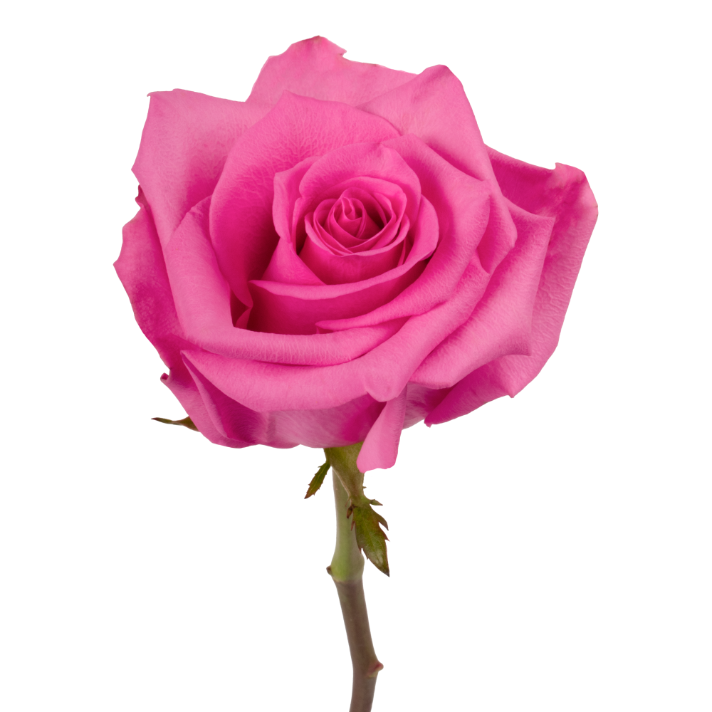 ROSA IMARA DKPK frontal