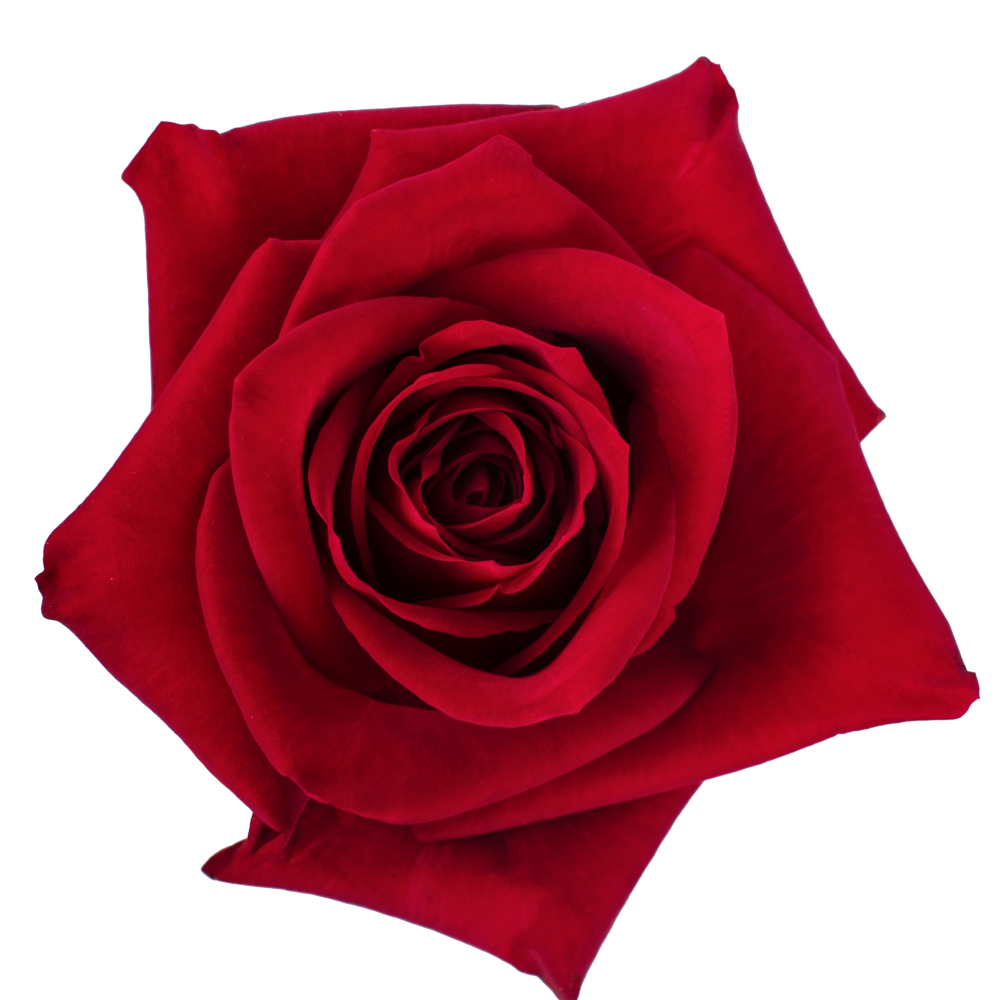 ROSE RED TAYLOR cenital