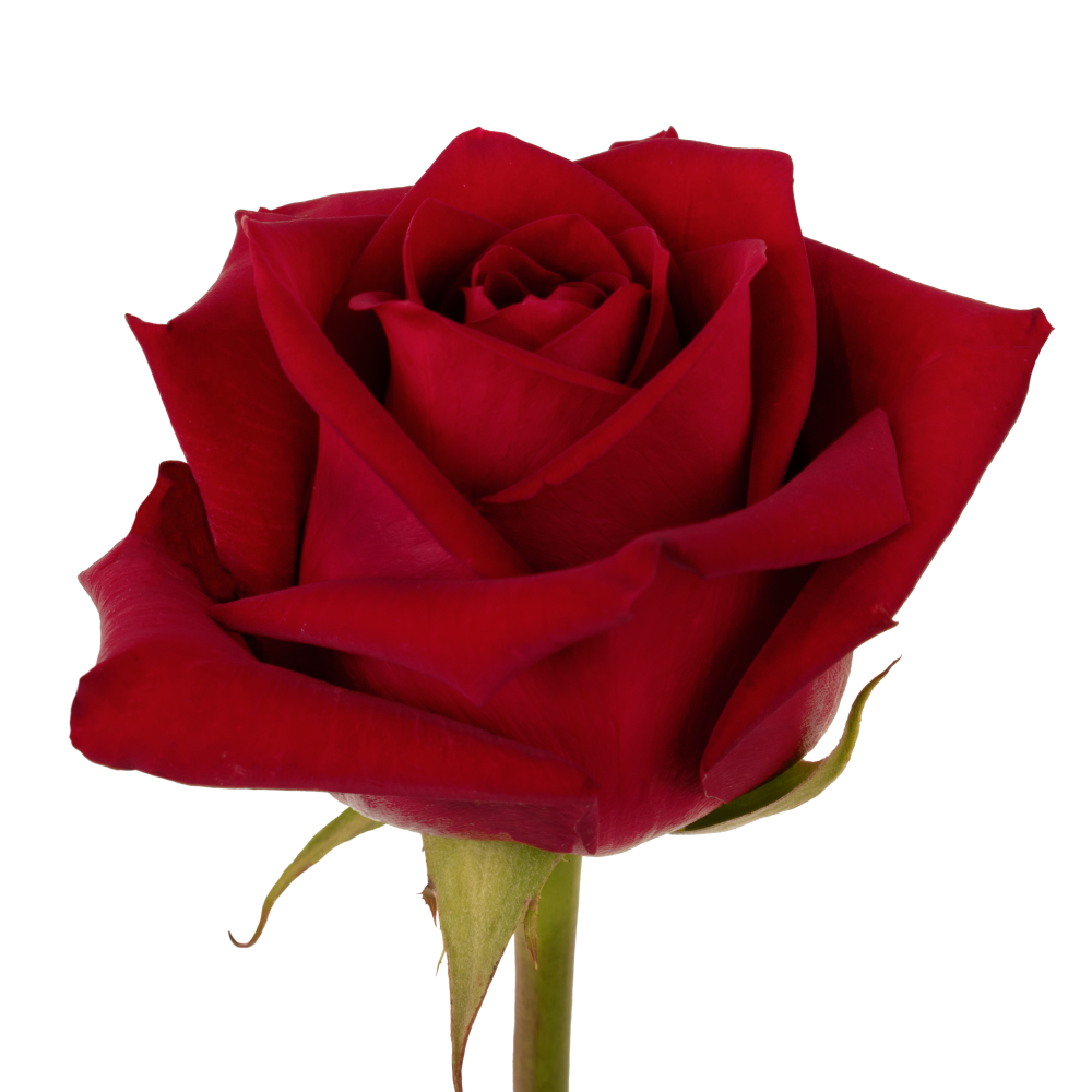 ROSE RED Taylor frontal2