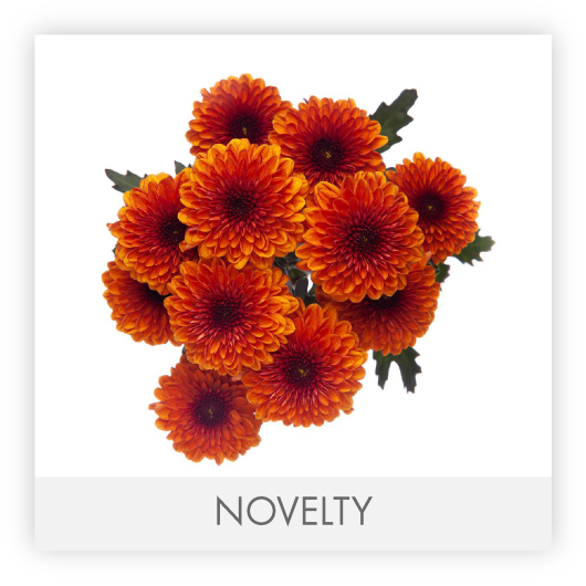 SECCION POMPON NOVELTY