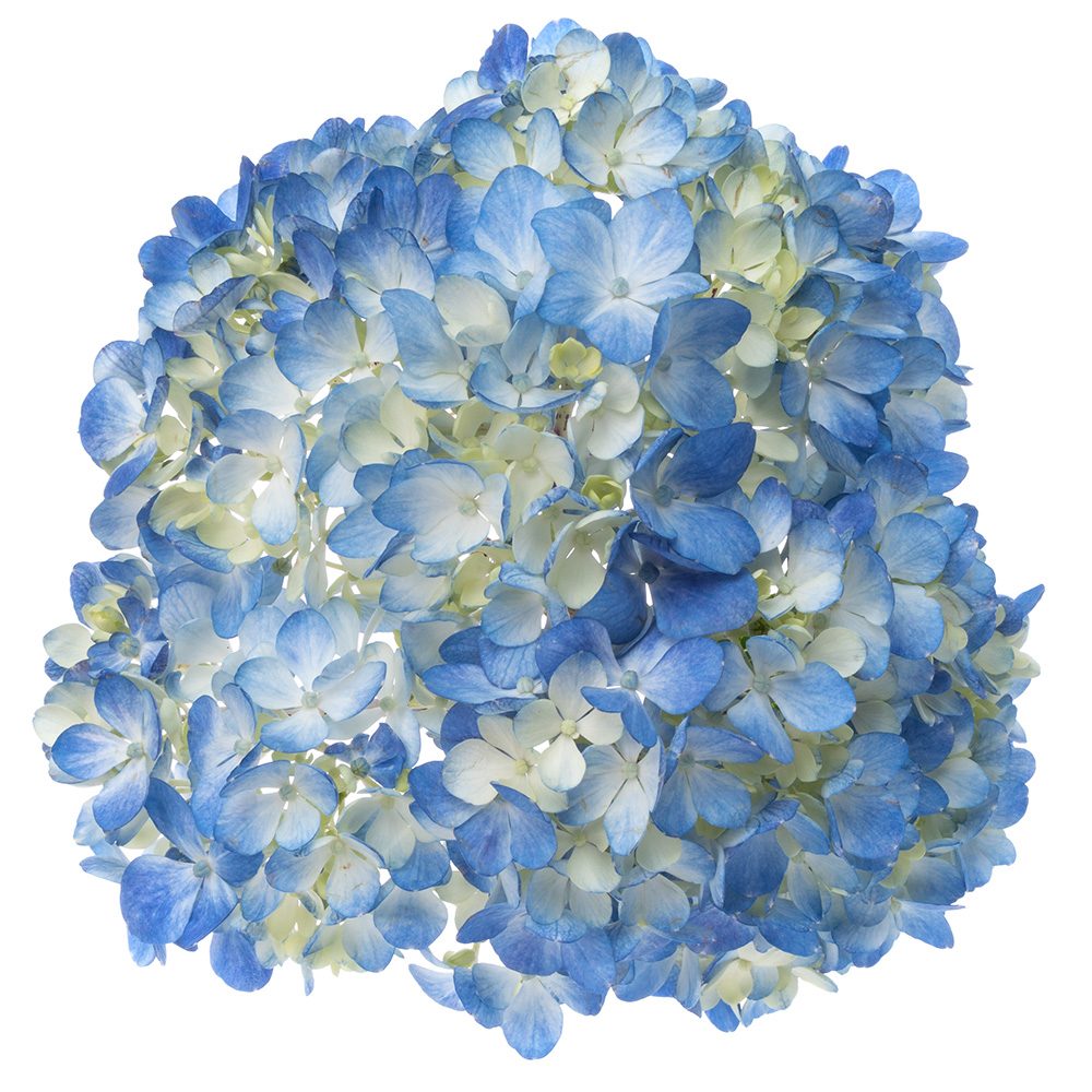 Hydrangea Shocking Blue – The Queen's Flowers