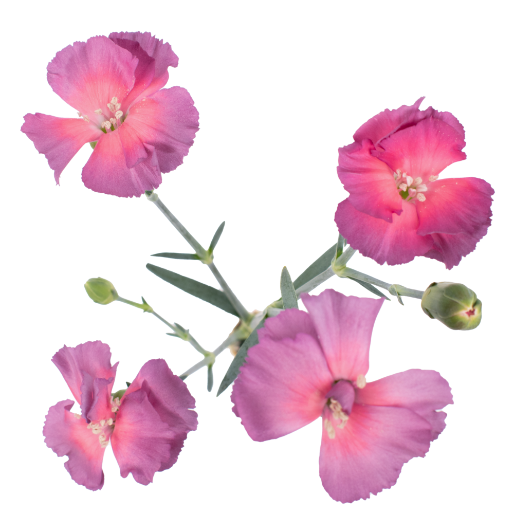 SOLOMIO MISTERYFLY cenital