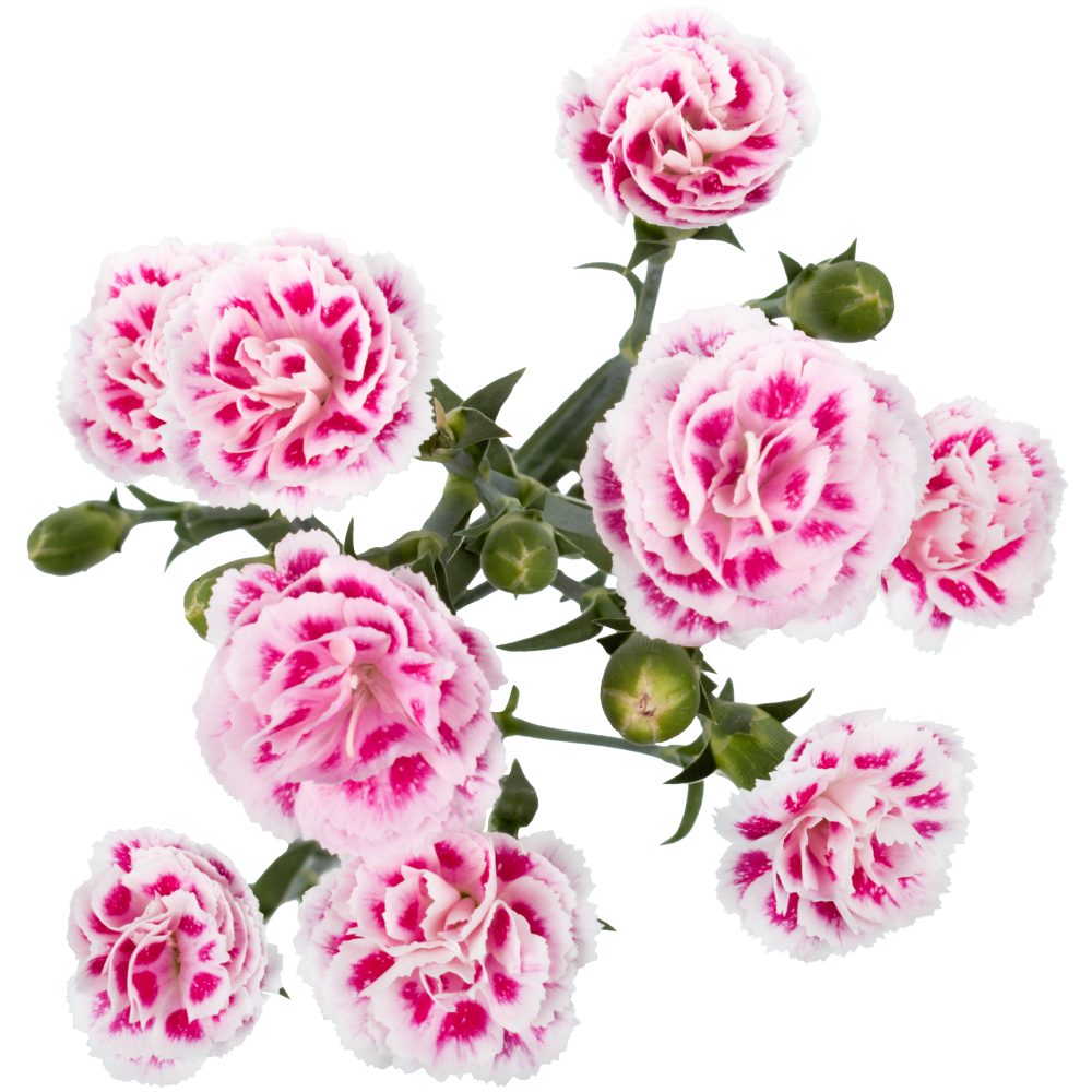 SPARKZ 20C902 NVPK KAMALA ROSE cenital 2