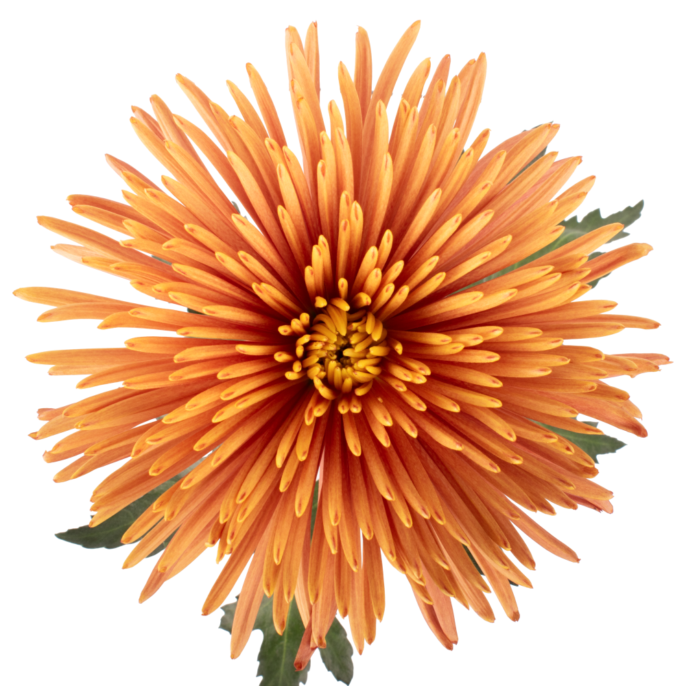 SPIDER CALAFURIA cenital