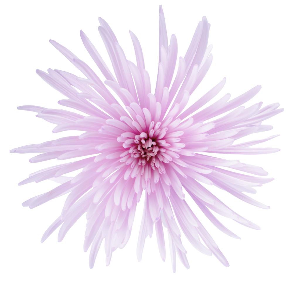 SPIDER MARCELA cenital 2