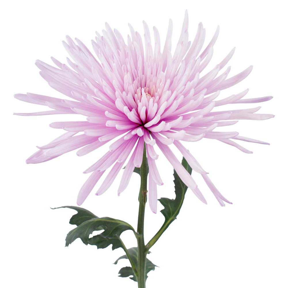 SPIDER MARCELA frontal 3