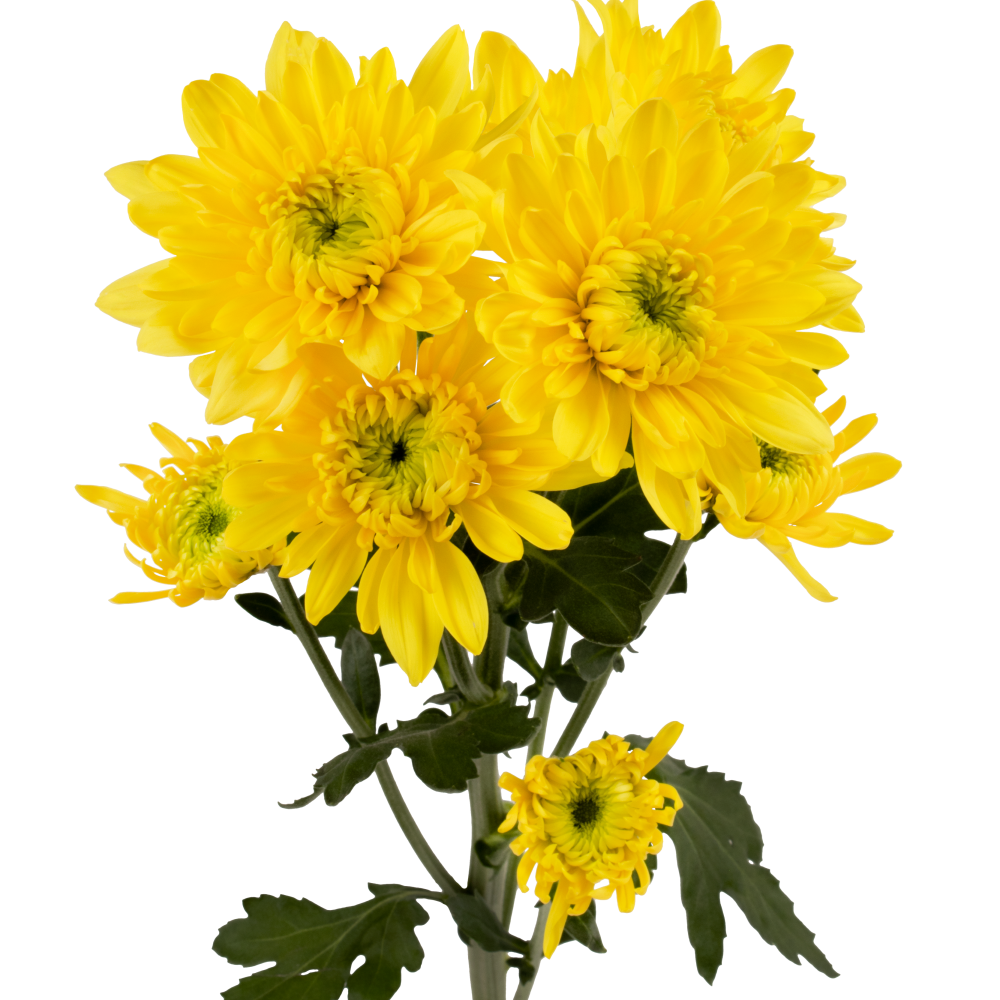 STRONGGOLD CU YW frontal