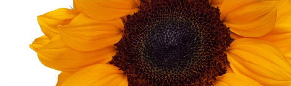 SUNFLOWERS-BANNER