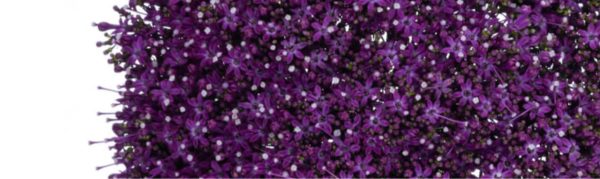 TRACHELLIUM_GALLERY HEADER1