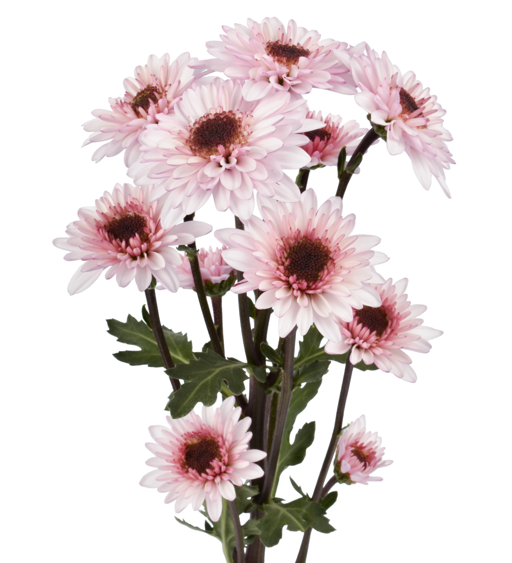 TULUM PK POMPON NV frontal