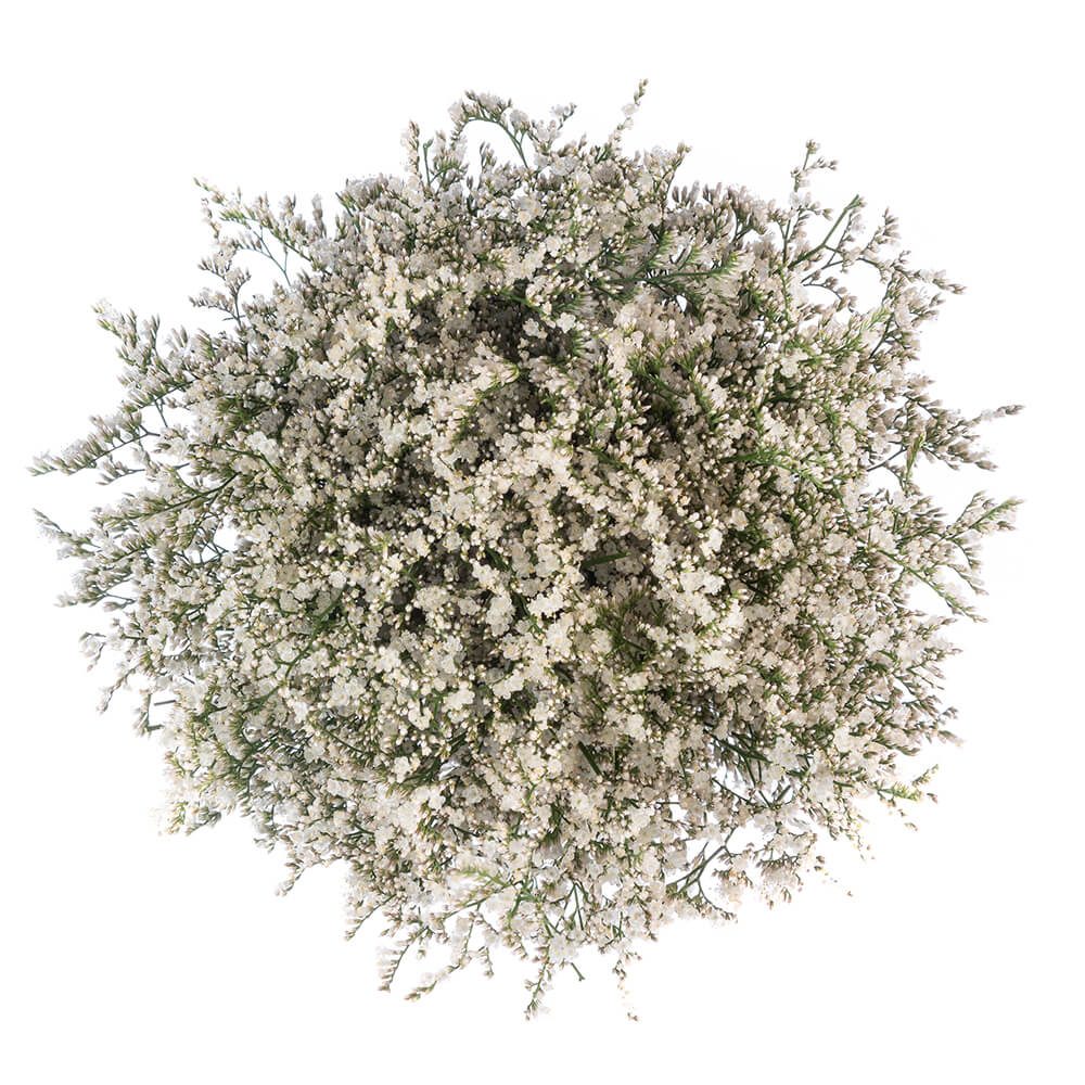 WHITE LIMONIUM