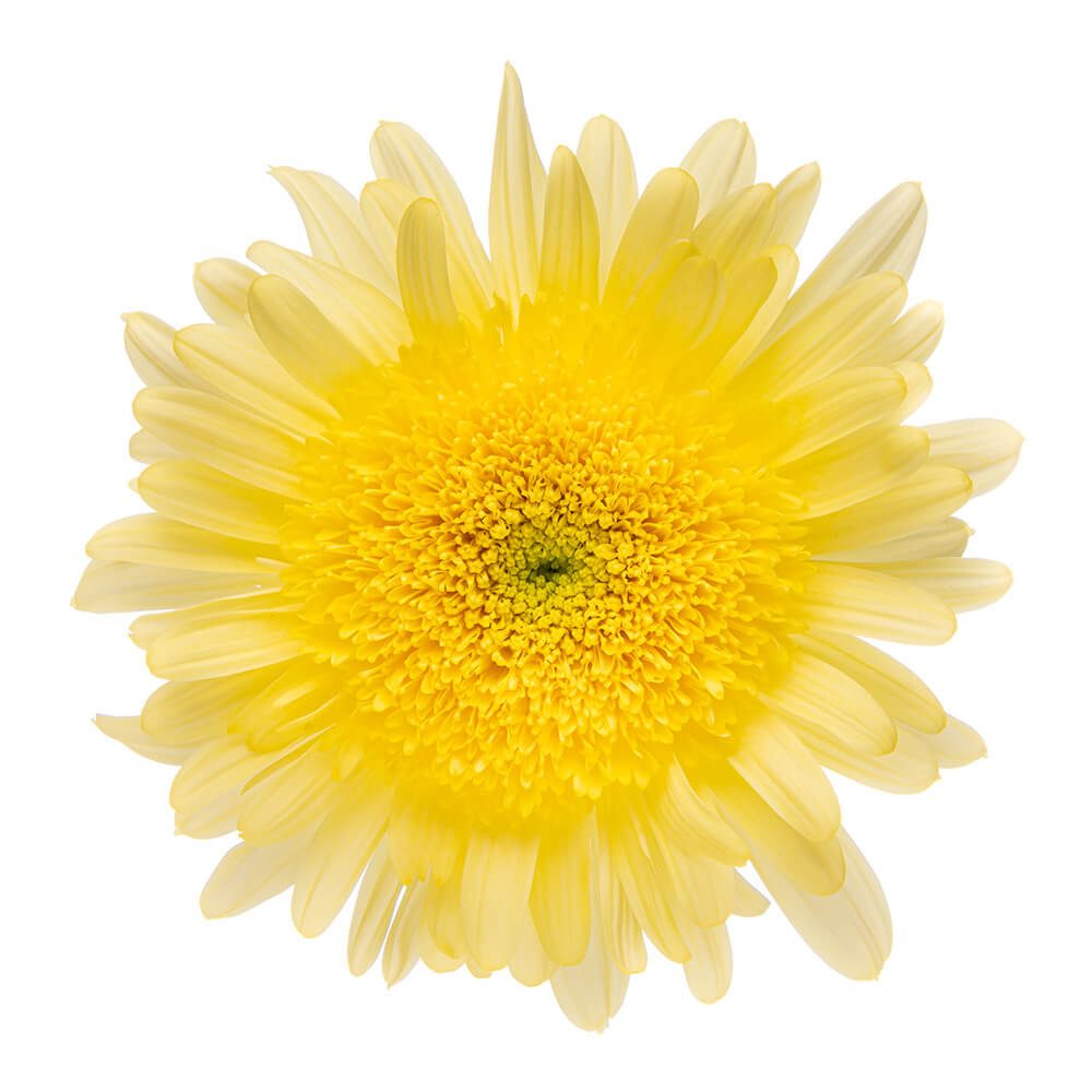 Cremon Yellow Eleonora The Queen's Flowers