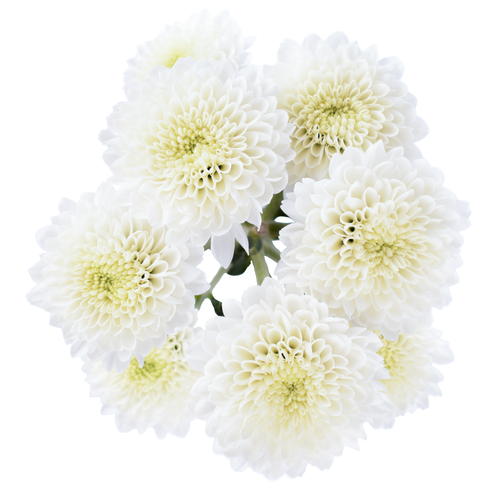 novedad POMPON NIVEA cenital